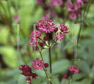 Picture of Astrantia major 'Ruby Wedding'