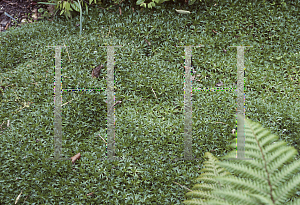 Picture of Azorella trifurcata 