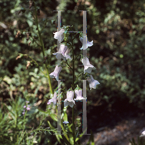 Picture of Campanula violae 