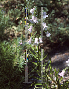 Picture of Campanula violae 