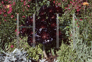 Picture of Aeonium arboreum 'Zwartkop'