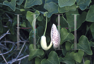 Picture of Aristolochia littoralis 