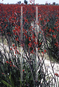 Picture of Anigozanthos  'Red Sunset'