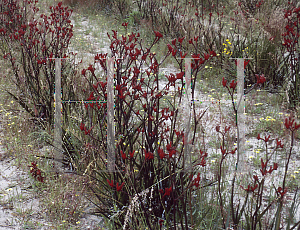 Picture of Anigozanthos  'Red Spring'