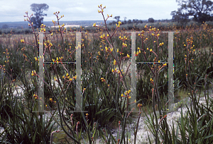 Picture of Anigozanthos  'Harmony'