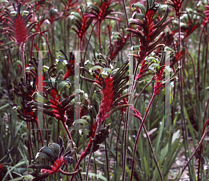 Picture of Anigozanthos manglesii 