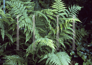 Picture of Athyrium filix-femina 