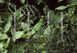 Picture of Athyrium filix-femina 'Frizelliae'