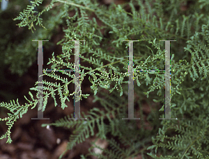 Picture of Athyrium filix-femina 'Linearis'