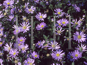 Picture of Aster x frikartii 'Monch'