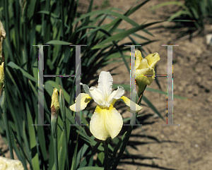 Picture of Iris sibirica 'Butter and Sugar'