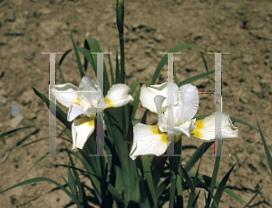 Picture of Iris sibirica 'Dreaming Yellow'