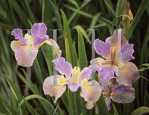 Picture of Iris louisiana hybrids 'Justa Reflection'