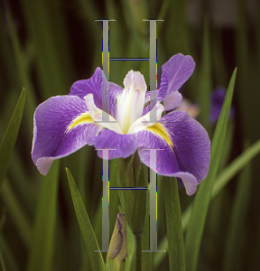 Picture of Iris louisiana hybrids 'King Creole'