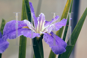 Picture of Iris louisiana hybrids 'Mary Dunn'