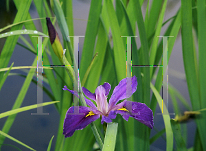 Picture of Iris louisiana hybrids 'Pegaletta'