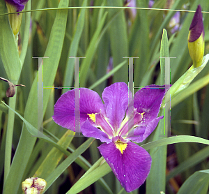 Picture of Iris louisiana hybrids 'Professor Claude'