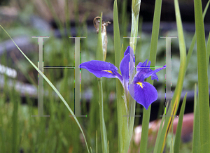 Picture of Iris giganticaerulea 