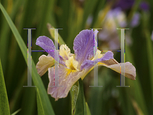 Picture of Iris louisiana hybrids 'Justa Reflection'