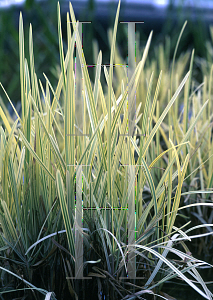 Picture of Glyceria maxima var. variegata 