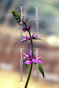 Picture of Stachys palustris 