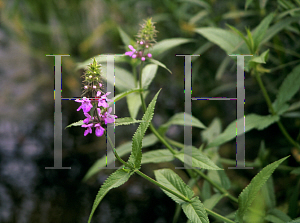 Picture of Stachys palustris 