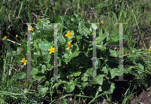 Picture of Caltha palustris 