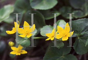 Picture of Caltha palustris 