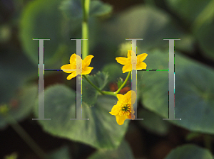 Picture of Caltha palustris 