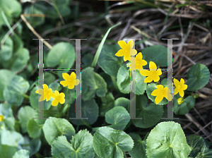 Picture of Caltha palustris 