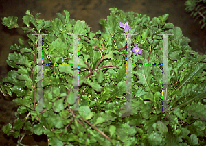 Picture of Mazus reptans 