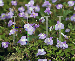 Picture of Mazus reptans 