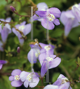 Picture of Mazus reptans 