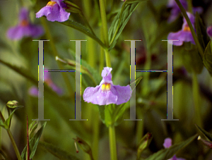 Picture of Mimulus ringens 