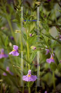 Picture of Mimulus ringens 