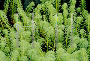 Picture of Myriophyllum aquaticum 