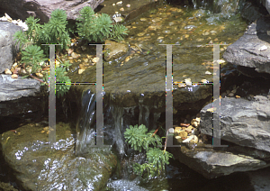 Picture of Myriophyllum aquaticum 