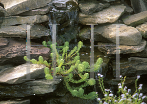 Picture of Myriophyllum aquaticum 