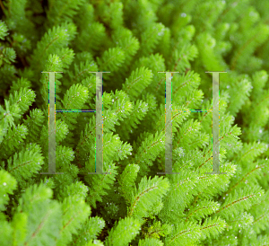 Picture of Myriophyllum aquaticum 