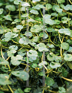 Picture of Hydrocotyle verticillata 