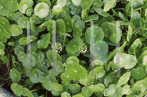 Picture of Hydrocotyle verticillata 