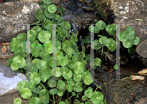 Picture of Hydrocotyle verticillata 