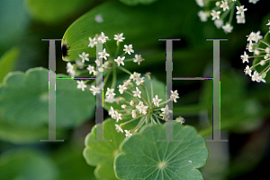 Picture of Hydrocotyle verticillata 