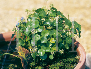 Picture of Hydrocotyle verticillata 