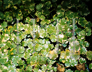 Picture of Hydrocotyle sibthorpioides 'Crystal Confetti'