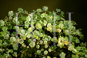 Picture of Hydrocotyle sibthorpioides 'Crystal Confetti'