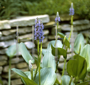 Picture of Pontederia cordata 