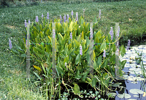 Picture of Pontederia cordata 