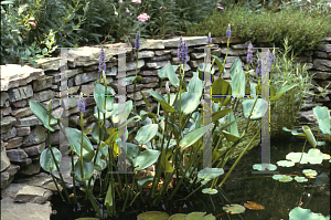 Picture of Pontederia cordata 