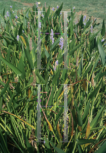 Picture of Pontederia cordata 'Giant'